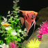 GloFish® Patterned Starfire Red® Angelfish (1 ct)