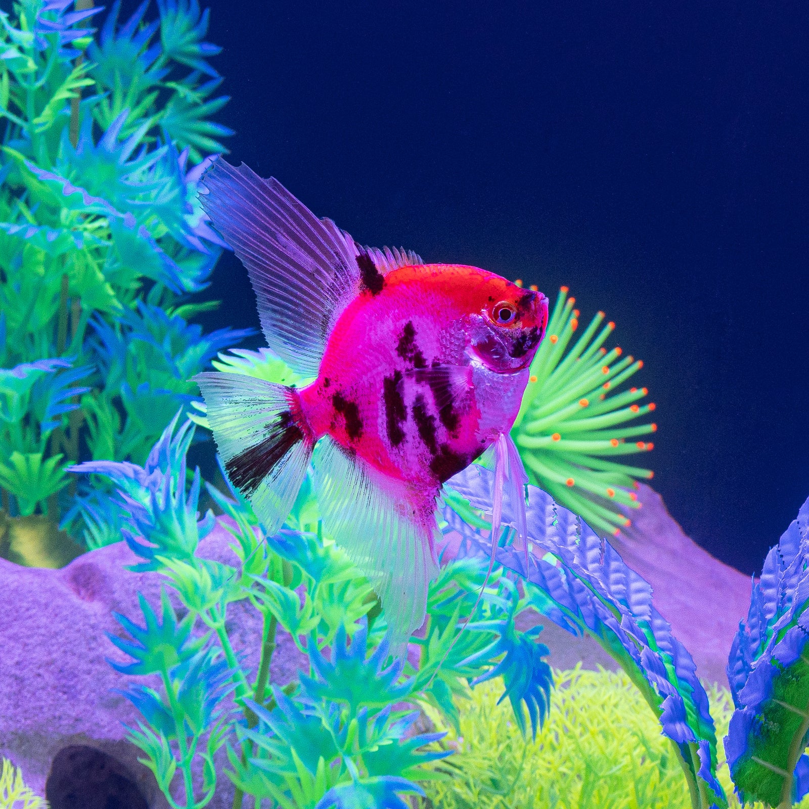 GloFish® Patterned Starfire Red® Angelfish (1 ct)