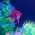GloFish® Patterned Starfire Red® Angelfish (1 ct)