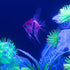 GloFish® Patterned Starfire Red® Angelfish (1 ct)