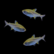 Gold Pristella Tetra Set (3ct)