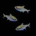 Gold Pristella Tetra
