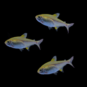 Gold Pristella Tetra Set (3ct)