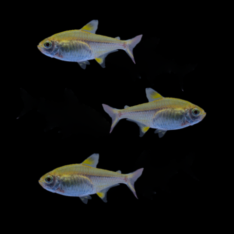Gold Pristella Tetra Set (3ct)