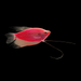 GloFish® Starfire Red® Pearl Gourami (1 ct)