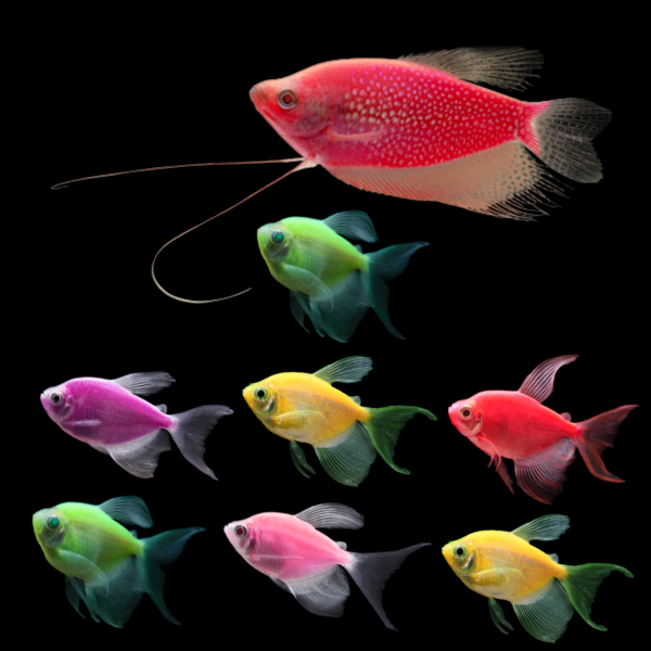 A Starfire Red® GloFish® Pearl Gourami swims left above seven assorted GloFish® Long-Fin Skirt Tetras