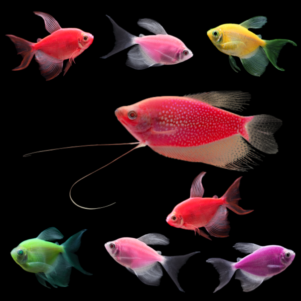 A Starfire Red® GloFish® Pearl Gourami among seven assorted GloFish® Long-Fin Skirt Tetras