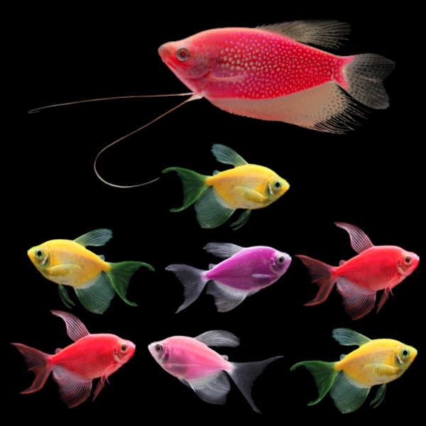 A Starfire Red® GloFish® Pearl Gourami swims left above seven assorted GloFish® Long-Fin Skirt Tetras