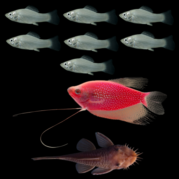 A Starfire Red® GloFish® Pearl Gourami swims between six silver mollies above and one rusty red pleco below swims right opposite the others
