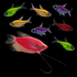 One Starfire Red® GloFish® Pearl Gourami below seven assorted GloFish® Pristella Tetras
