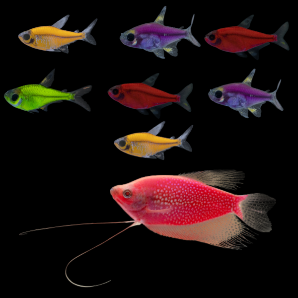 One Starfire Red® GloFish® Pearl Gourami below seven assorted GloFish® Pristella Tetras, all swimming left