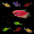 One Starfire Red® GloFish® Pearl Gourami among seven assorted GloFish® Pristella Tetras