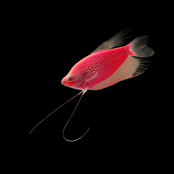 GloFish® Starfire Red® Large Pearl Gourami (1 ct)