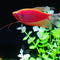 GloFish® Starfire Red® Large Pearl Gourami (1 ct)