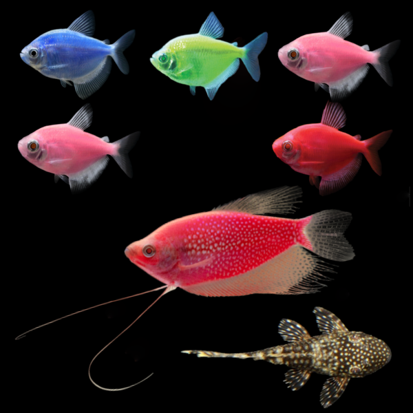 Six assorted GloFish® Skirt Tetras swim left above a Starfire Red® GloFish® Pearl Gourami, with a bushy nose pleco companion below facing right
