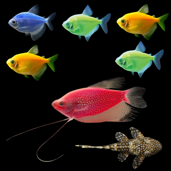 Six assorted GloFish® Skirt Tetras swim above a Starfire Red® GloFish® Pearl Gourami, with a bushy nose pleco companion below them all
