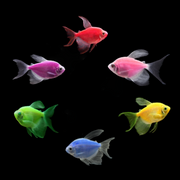 GloFish® Assorted Long-Fin White Skirt Tetra Collection 6ct