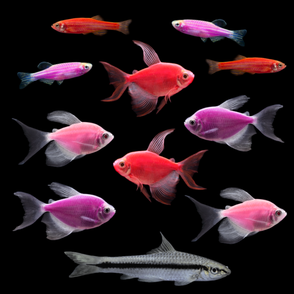 Mother’s Day GloFish® collection with danios, long-fin tetras, and Siamese Algae Eater