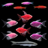 A Mother’s Love GloFish® Collection 11-count Mother’s Day aquarium fish set