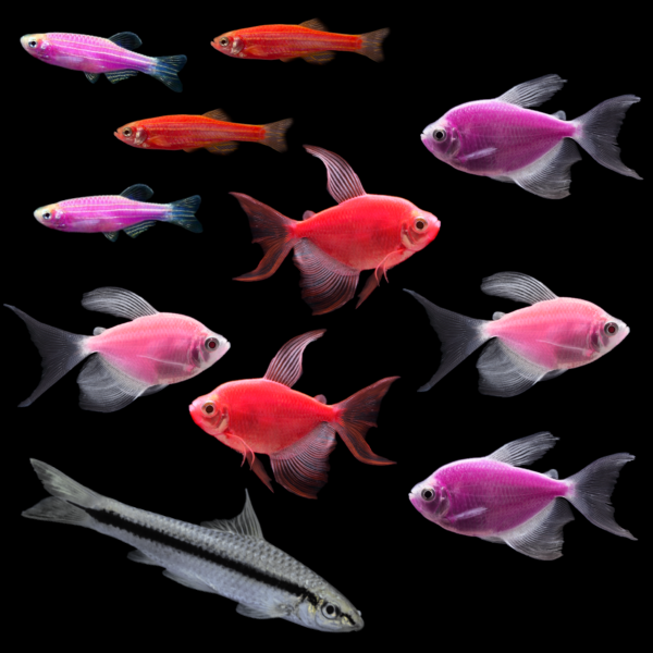 Colorful community aquarium fish set with GloFish® danios and long-fin tetras