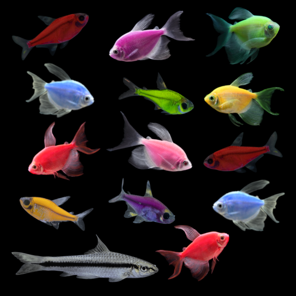 GloFish® Shimmer Splash Pack (14ct)
