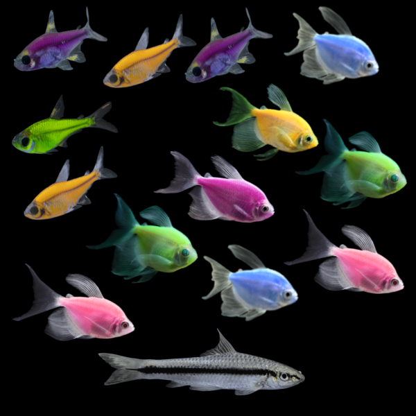 GloFish® Shimmer Splash Pack (14ct)