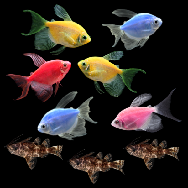 GloFish® Long-Fin Tetra Combo (9ct)