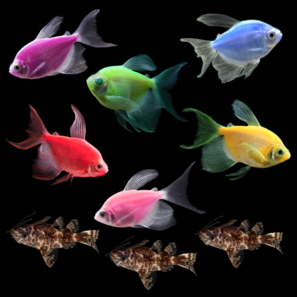 GloFish® Long-Fin Tetra Combo (9ct)