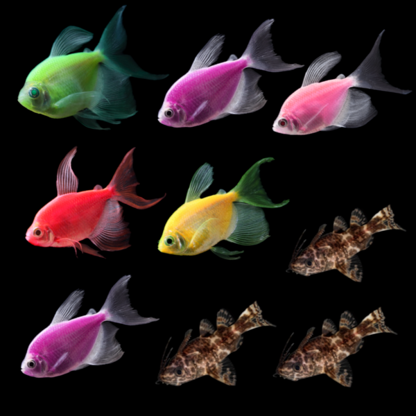GloFish® Long-Fin Tetra Combo (9ct)