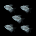 Starlight White Long-Fin Tetras (5ct)