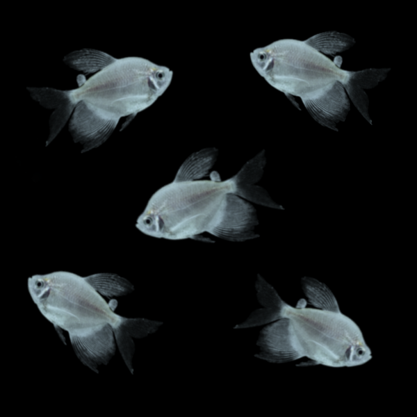 Starlight White Long-Fin Tetras (5ct)