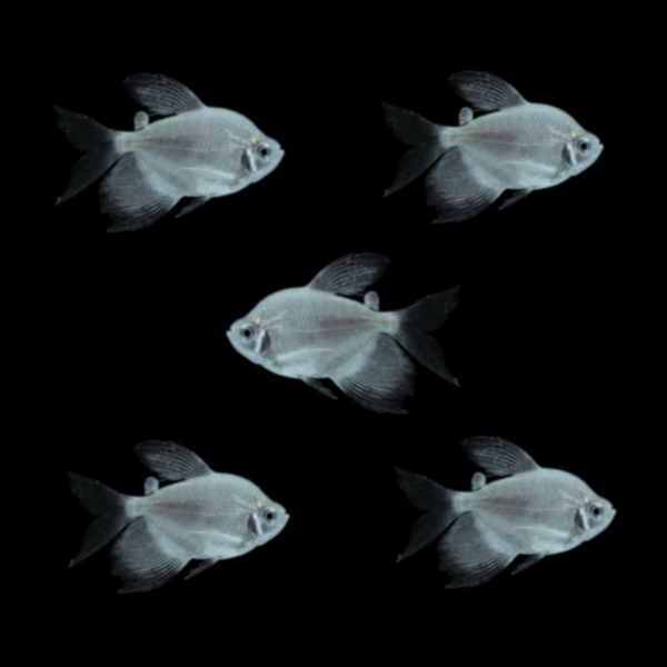 Starlight White Long-Fin Tetras (5ct)