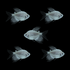 Starlight White Long-Fin Tetras (5ct)