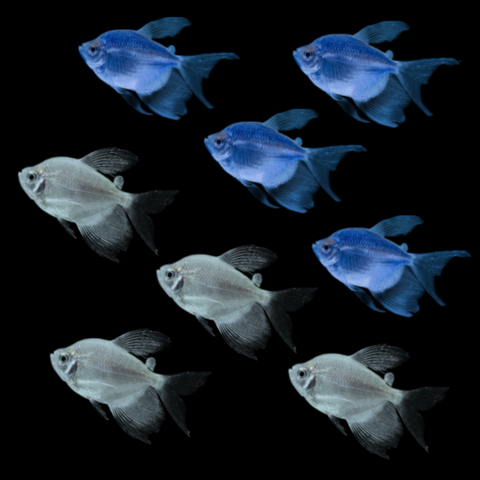 GloFish® Long-Fin Skirt Tetra Winter Set (8ct)