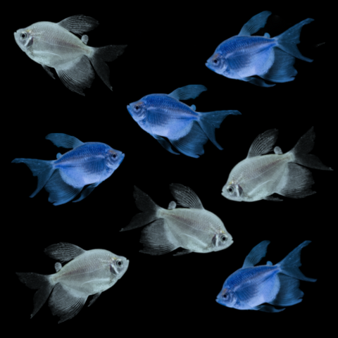 GloFish® Long-Fin Skirt Tetra Winter Set (8ct)