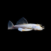 Albino Bushy Nose Pleco Breeding Pair