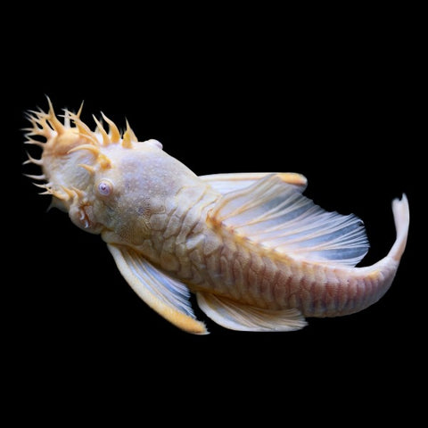 Albino Bushy Nose Pleco Breeding Pair
