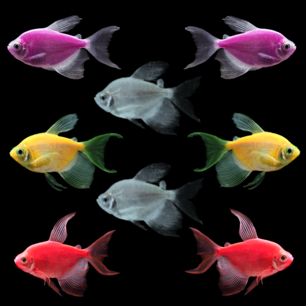GloFish® Long-Fin Leafy Collection (8 ct)