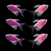 GloFish® Long-Fin Skirt Tetra Orchid Set (6ct)