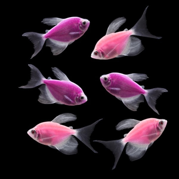 GloFish® Long-Fin Skirt Tetra Orchid Set (6ct)