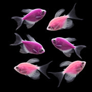 GloFish® Long-Fin Skirt Tetra Orchid Set (6ct)