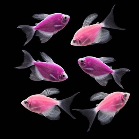 GloFish® Long-Fin Skirt Tetra Orchid Set (6ct)