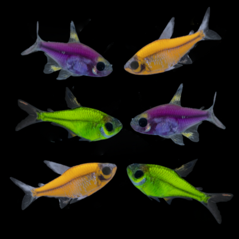 GloFish® Mardi Gras Pristella Set (6ct)