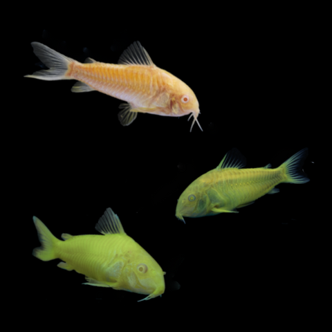GloFish® Corydora Mixed Set (3ct)