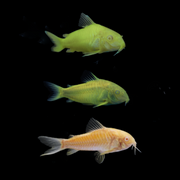 GloFish® Corydora Mixed Set (3ct)