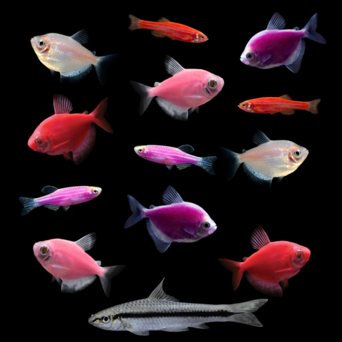 GloFish® Mother's Day Set (13ct)