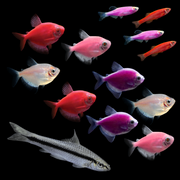 GloFish® Mother's Day Set (13ct)