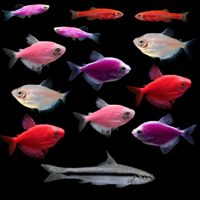 GloFish® Mother's Day Collection 13ct
