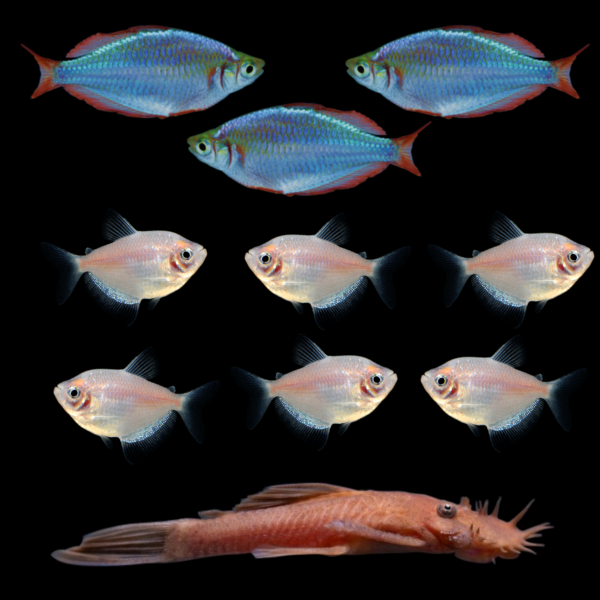 Three Dwarf Neon Rainbowfish and six Starlight White® Skirt Tetras swim together with one Rusty Red Pleco below against a black background.