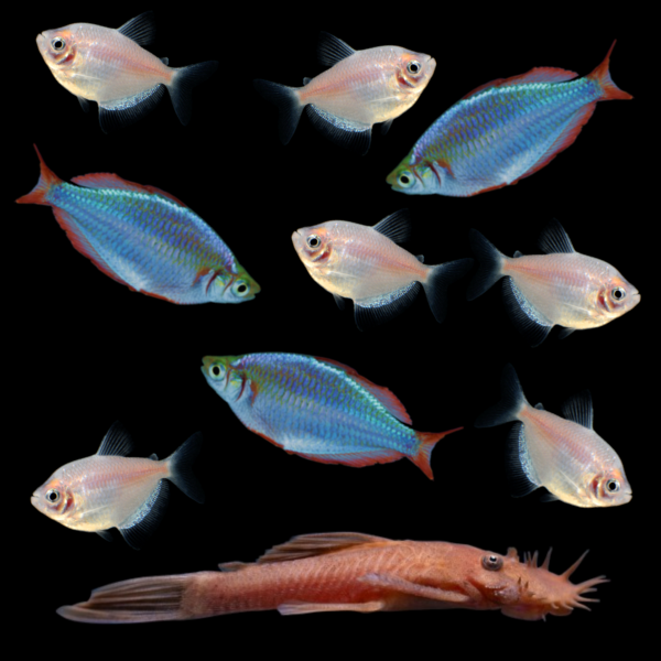 Three Dwarf Neon Rainbowfish, six Starlight White® Skirt Tetras, and one Rusty Red Pleco swimming against a black background.